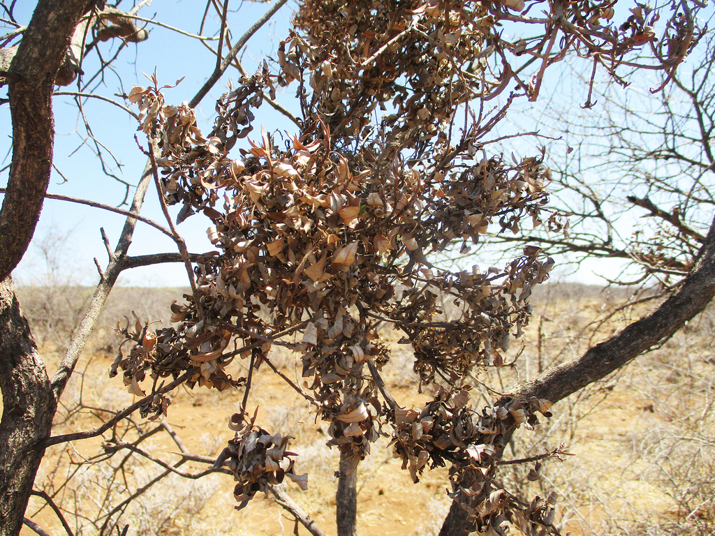 Acalitus crotoni