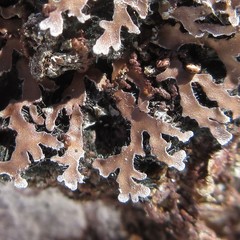 Physconia leucoleiptes