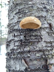 Fomitopsis betulina
