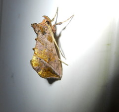 Pseudeva purpurigera