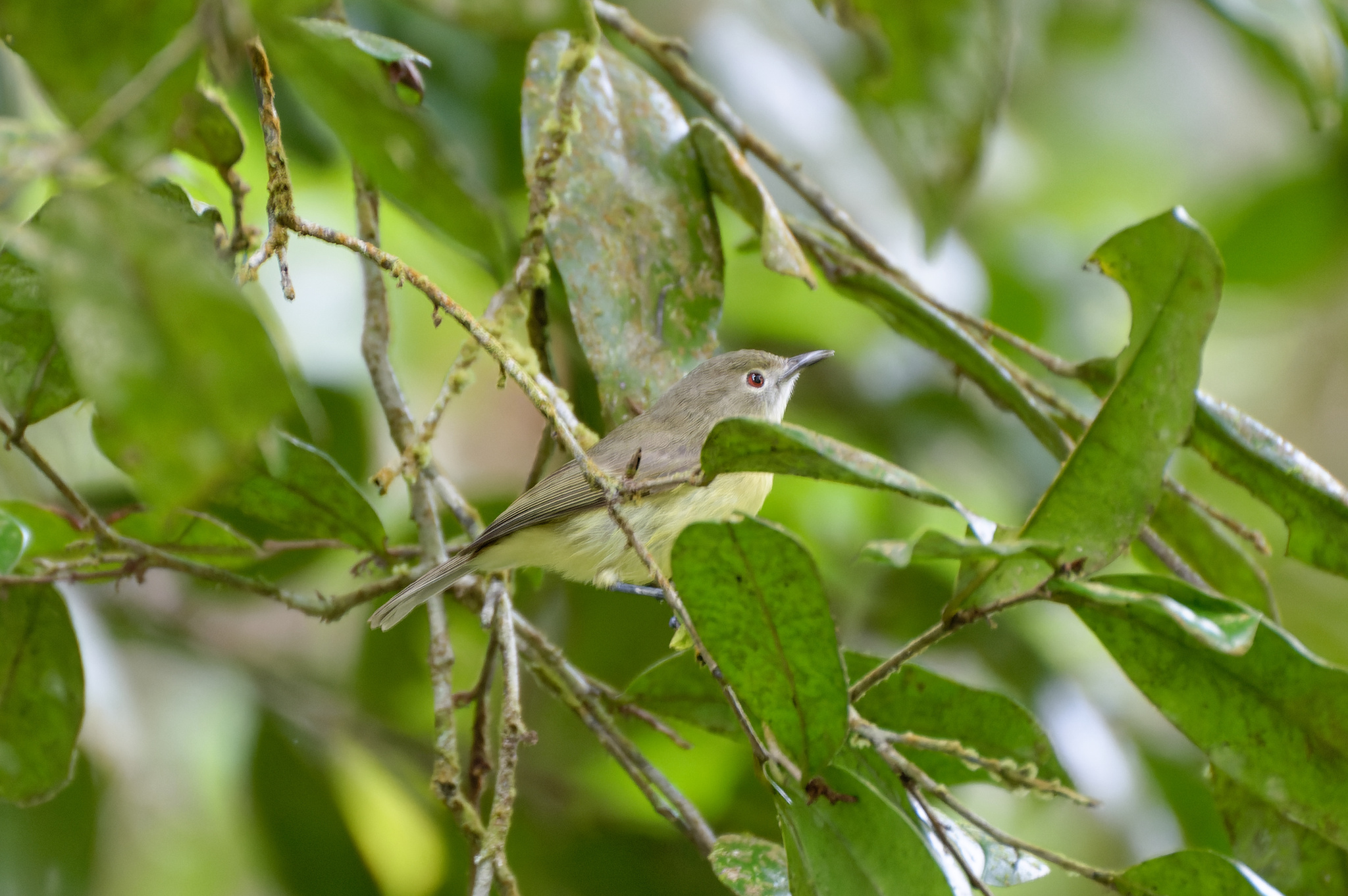 Fairy Gerygone illustration