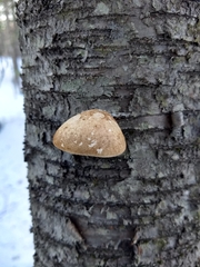 Fomitopsis betulina