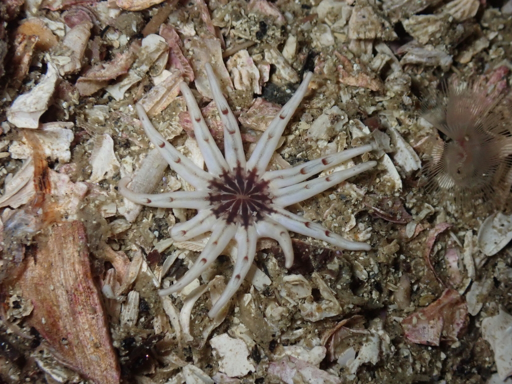 Twelve-tentacled Burrowing Anemone