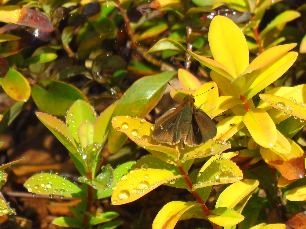 grass-skippers-from-grant-park-atlanta-ga-usa-on-october-14-2023-at