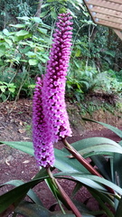 Arpophyllum giganteum