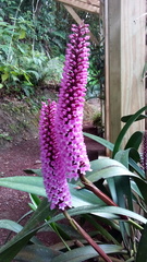 Arpophyllum giganteum