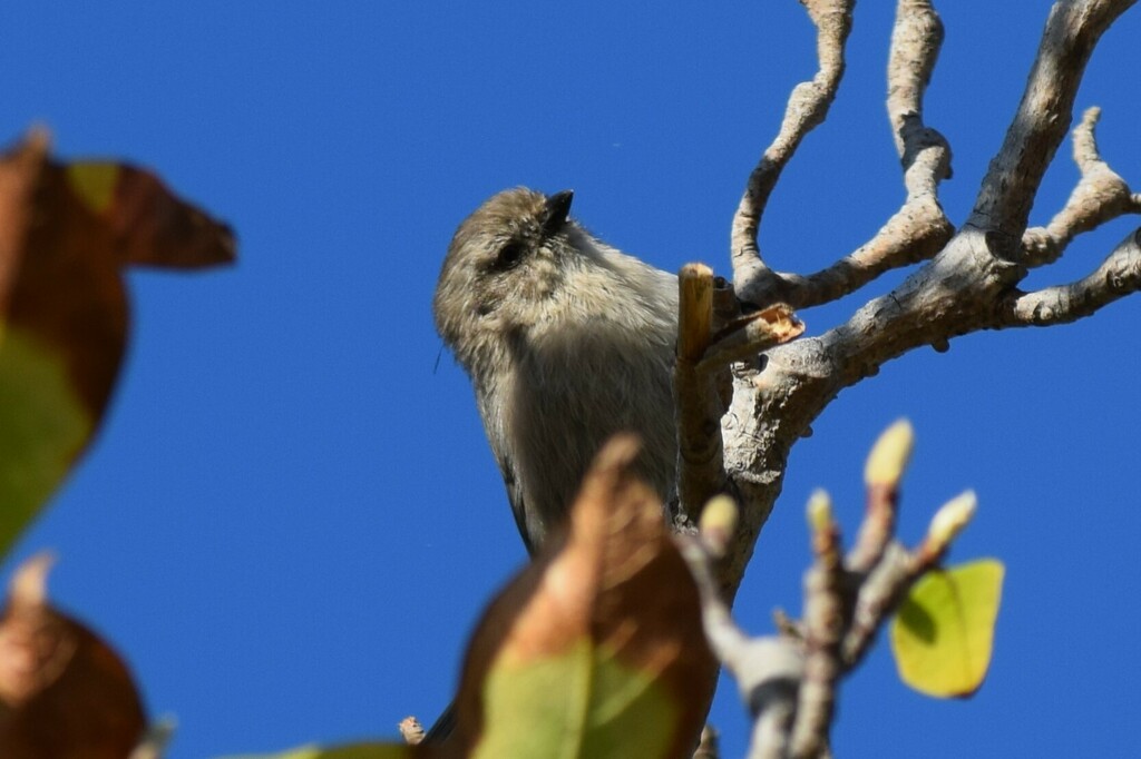 Coast Bushtit