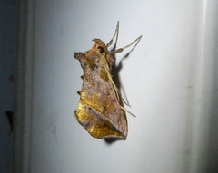 Pseudeva purpurigera