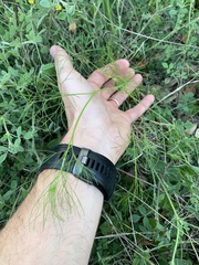 Bifora americana