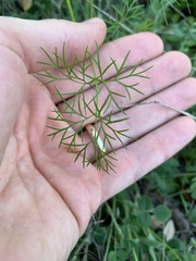 Bifora americana