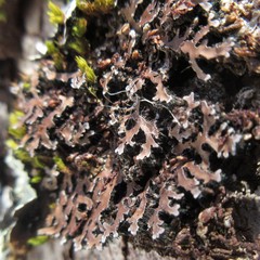 Physconia leucoleiptes