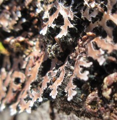 Physconia leucoleiptes