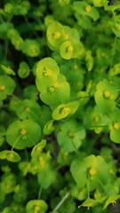 Euphorbia roemeriana