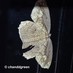 Pareumelea eugeniata