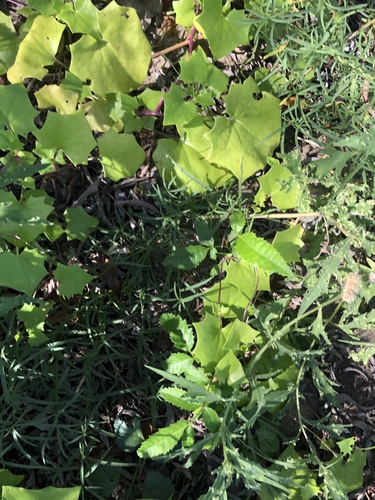 iNaturalist observation photo of Cape-ivy
