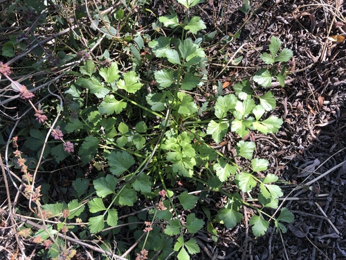 iNaturalist observation photo of Celery and Marshwort