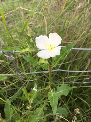 Oenothera tetraptera