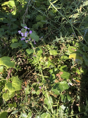 iNaturalist observation photo of European Searocket