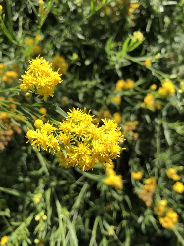 iNaturalist observation photo of western goldenrod