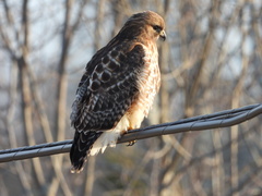Buteo jamaicensis × lineatus
