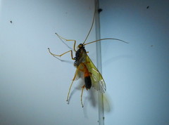 Opheltes glaucopterus barberi