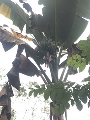 Musa balbisiana
