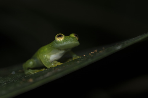 Tatayo's Glass Frog, Hyalinobatrachium tatayoi