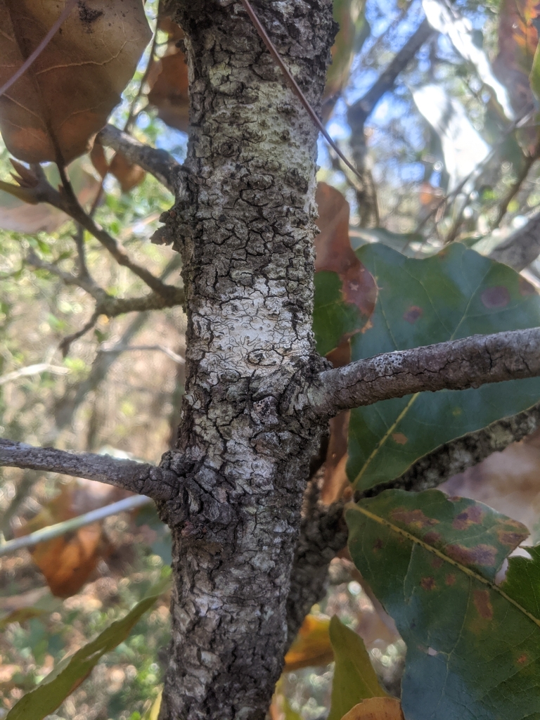 blackjack oak from Avalon, FL 32583, USA on October 24, 2023 at 0131 PM by armoore27. Small