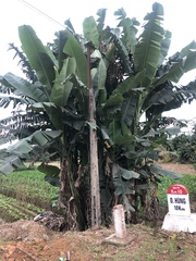 Musa balbisiana