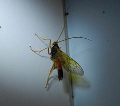 Opheltes glaucopterus barberi