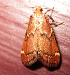 Hypsopygia intermedialis