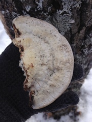 Rigidoporus