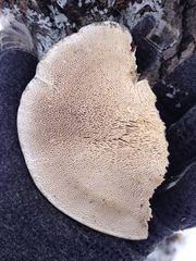 Rigidoporus