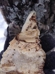 Rigidoporus
