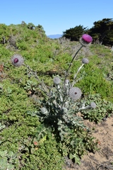 Cirsium occidentale occidentale