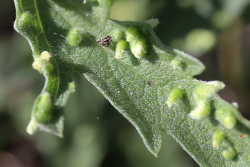iNaturalist observation photo of Ragweed Gall Mite