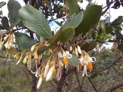 Styrax ferrugineus