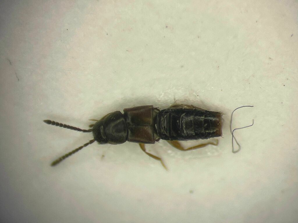 Sequestered Minute Rove Beetle