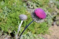 Cirsium occidentale occidentale