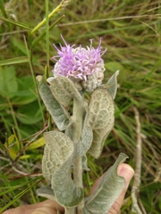 Chresta sphaerocephala