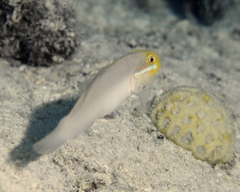 Valenciennea strigata