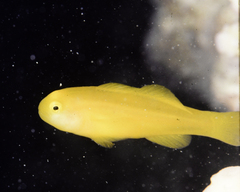 Gobiodon okinawae
