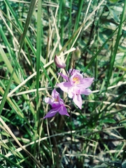 Calopogon