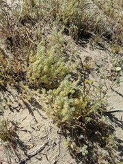 Cryptantha ganderi