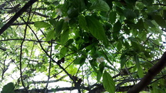 Styrax glabrescens