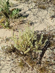 Cryptantha ganderi