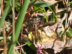 Sympetrum ambiguum
