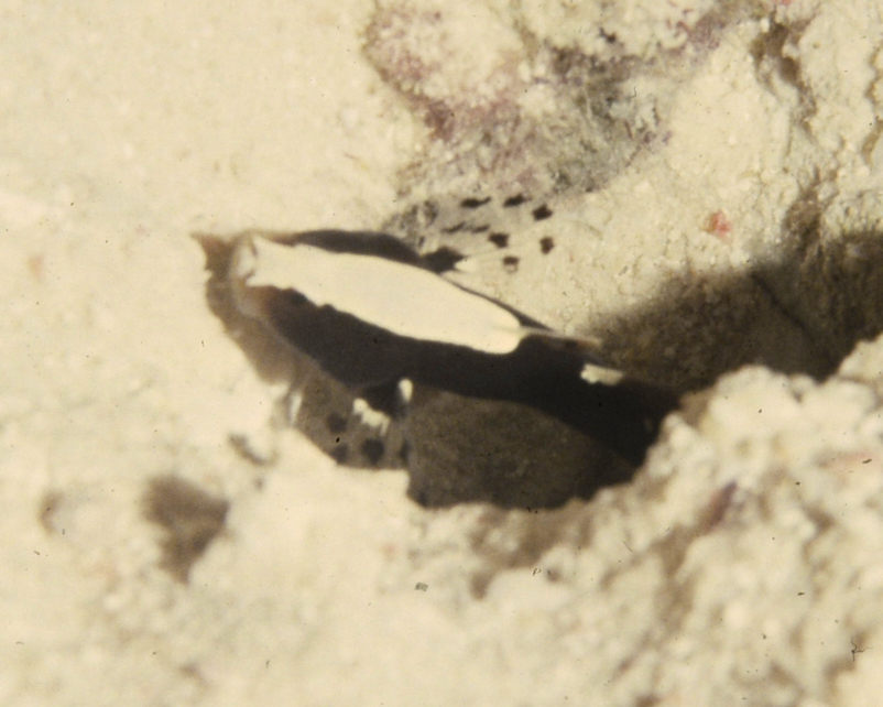 Whitecap Shrimpgoby