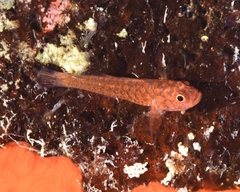 Trimma okinawae