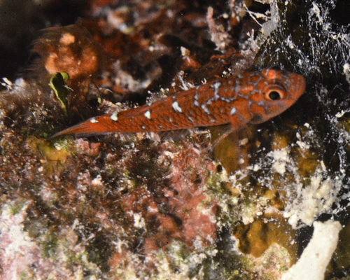 Trimma caesiura